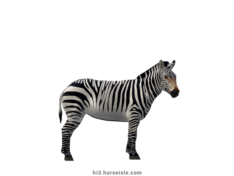 Mountain Zebra White Striped Coat